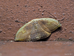 Callidrepana pulcherrima