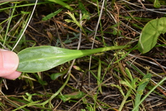 Selliera radicans