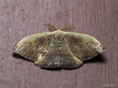 Callidrepana pulcherrima