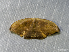 Callidrepana pulcherrima