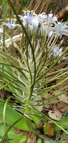 Scilla peruviana image