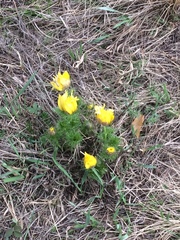Adonis vernalis