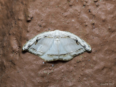 Callidrepana gelidata