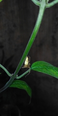 Oxyopes shweta