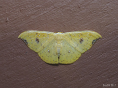 Tridrepana fulvata