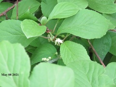 Schisandra chinensis