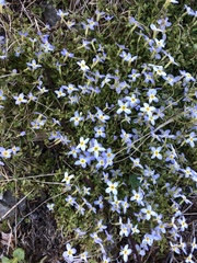 Houstonia caerulea
