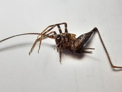 Pleioplectron gubernator