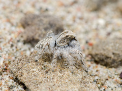 Marusyllus aralicus