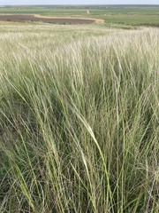 Stipa lessingiana