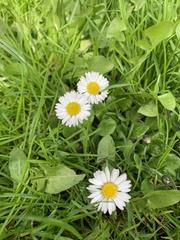 Bellis perennis