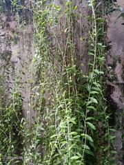 Tarlmounia elliptica