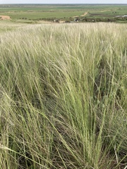Stipa lessingiana