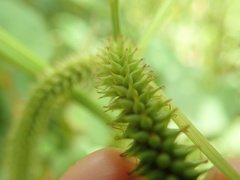 Carex kiotensis