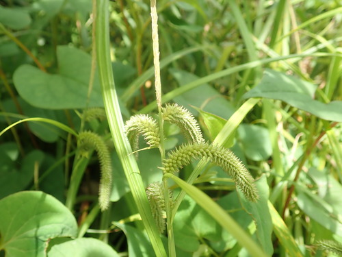 Carex kiotensis iNat (1)