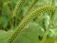 Carex kiotensis