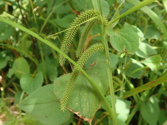 Carex kiotensis