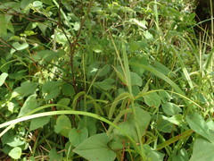 Carex kiotensis