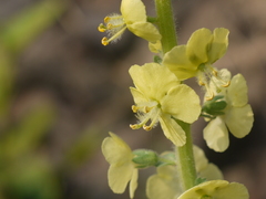 Verbascum coromandelianum