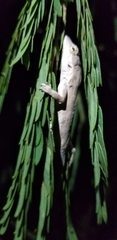 Anolis litoralis