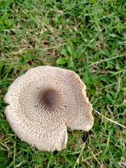 Fungi