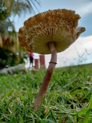 Fungi