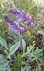 Polygala wolfgangiana
