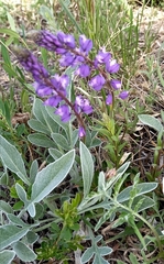 Polygala wolfgangiana