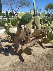 Opuntia maxima