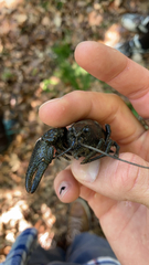 Austropotamobius torrentium