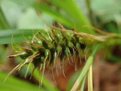 Carex wahuensis