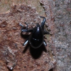 Trigonopterus