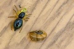 Heliophanus flavipes