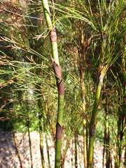 Restio subverticillatus