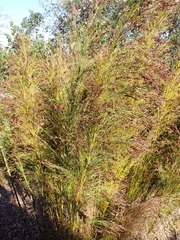 Restio subverticillatus