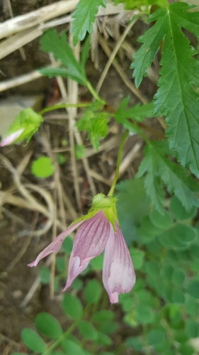 Image of Malope malacoides by (c) Mehdi Chetibi, some rights reserved (CC BY)