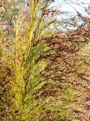 Restio subverticillatus