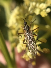 Empis punctata