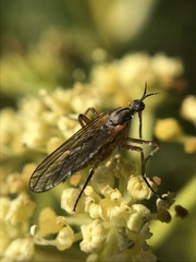Empis punctata