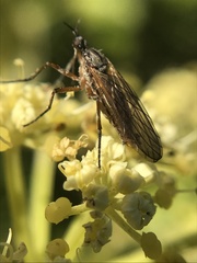 Empis punctata