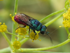 Chrysis comparata