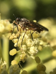 Empis punctata