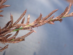 Restio subverticillatus