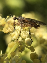 Empis punctata