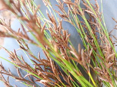 Restio subverticillatus