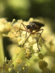 Empis punctata