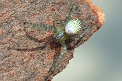 Cyrtophora guangxiensis