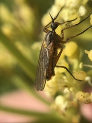 Empis punctata
