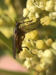 Empis punctata