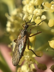 Empis punctata